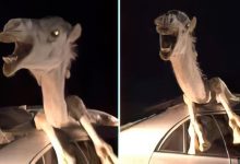 The Perils of Nighttime Driving: A Cautionary Tale from the Deserts of Rajasthan