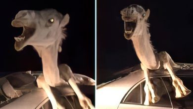 The Perils of Nighttime Driving: A Cautionary Tale from the Deserts of Rajasthan