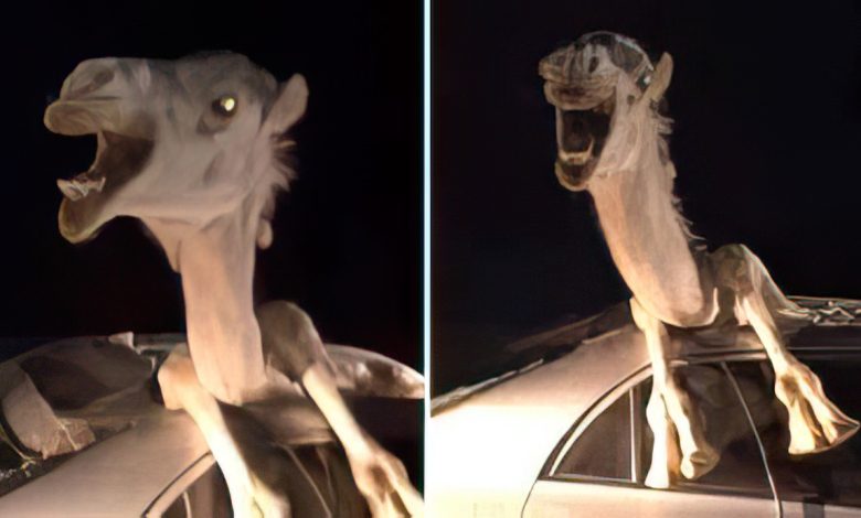 The Perils of Nighttime Driving: A Cautionary Tale from the Deserts of Rajasthan