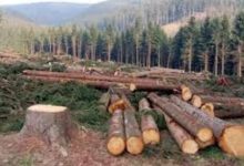 Forest Department Launches Crackdown on Illegal Timber Harvesting in Attock