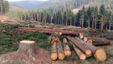 Forest Department Launches Crackdown on Illegal Timber Harvesting in Attock